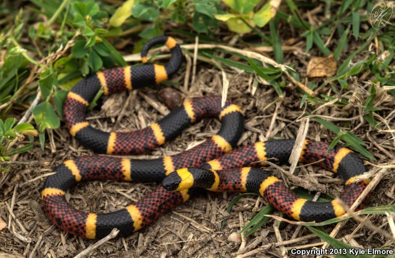 Texas Coralsnake (Micrurus tener tener)