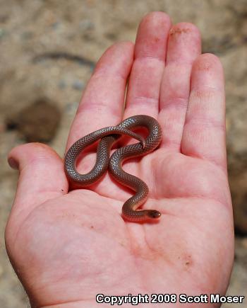 Eastern Wormsnake (Carphophis amoenus amoenus)