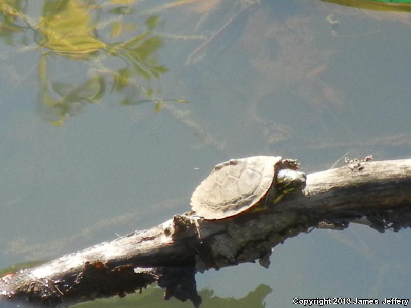 Alabama Red-bellied Cooter (Pseudemys alabamensis)