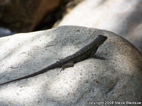 Great Basin Fence Lizard (Sceloporus occidentalis longipes)