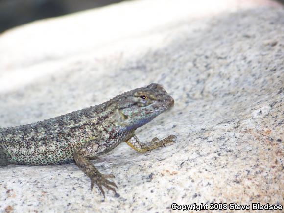 Great Basin Fence Lizard (Sceloporus occidentalis longipes)