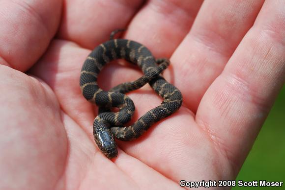 Northern Watersnake (Nerodia sipedon sipedon)