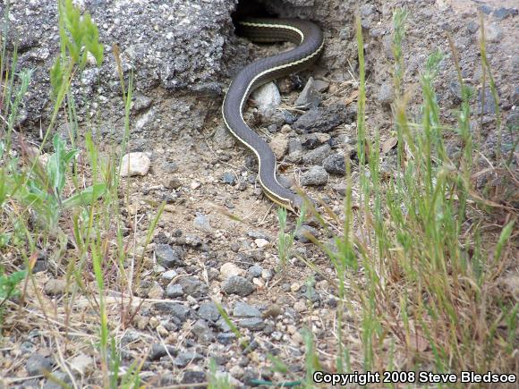 California Striped Racer (Coluber lateralis lateralis)