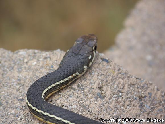 California Striped Racer (Coluber lateralis lateralis)