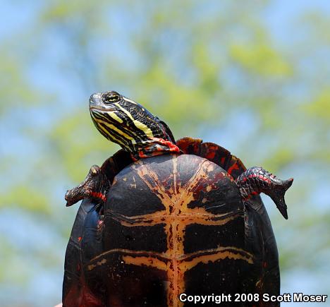 Eastern Painted Turtle (Chrysemys picta picta)