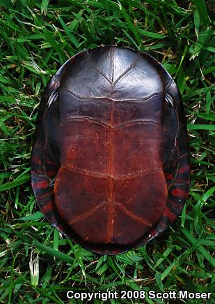 Eastern Painted Turtle (Chrysemys picta picta)