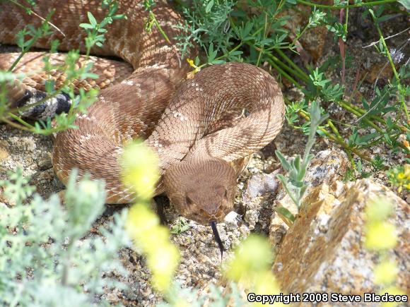 Red Diamond Rattlesnake (Crotalus ruber ruber)