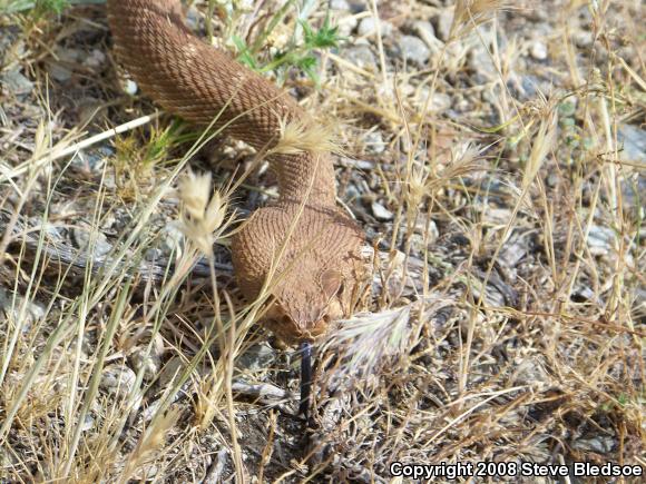 Red Diamond Rattlesnake (Crotalus ruber ruber)