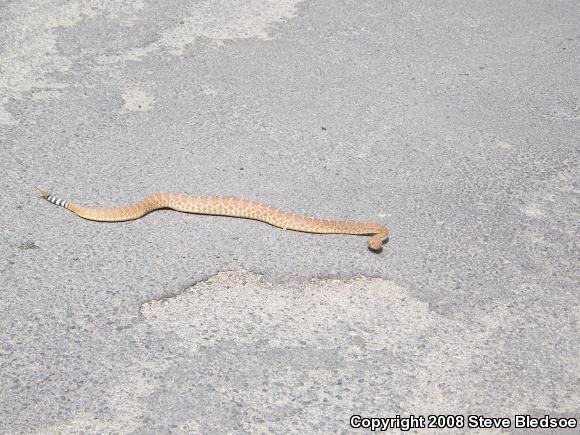 Red Diamond Rattlesnake (Crotalus ruber ruber)