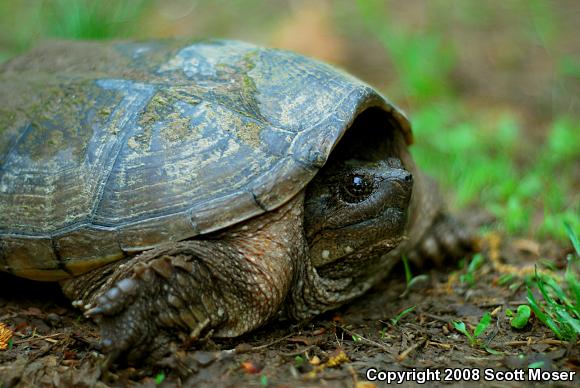 Eastern Snapping Turtle (Chelydra serpentina serpentina)