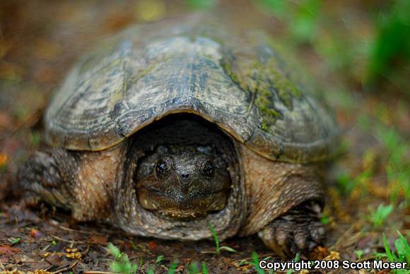 Eastern Snapping Turtle (Chelydra serpentina serpentina)