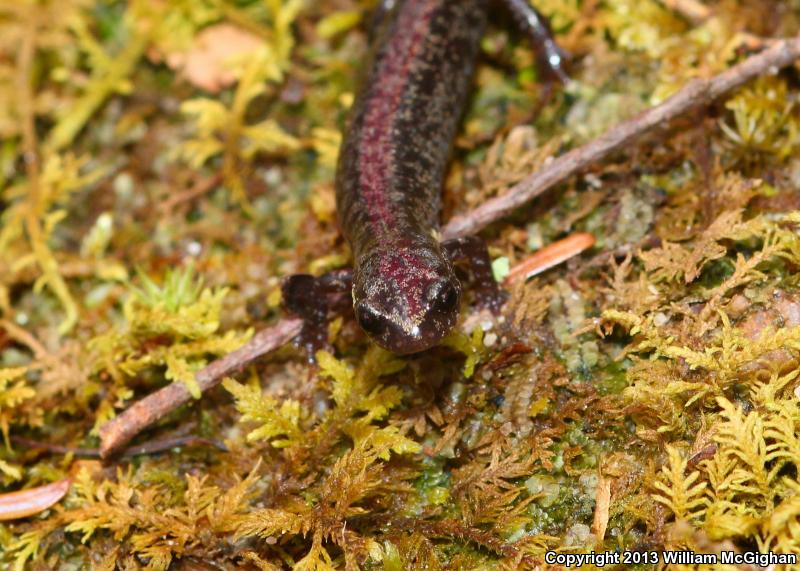 Weller's Salamander (Plethodon welleri)