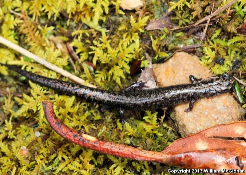 Weller's Salamander (Plethodon welleri)