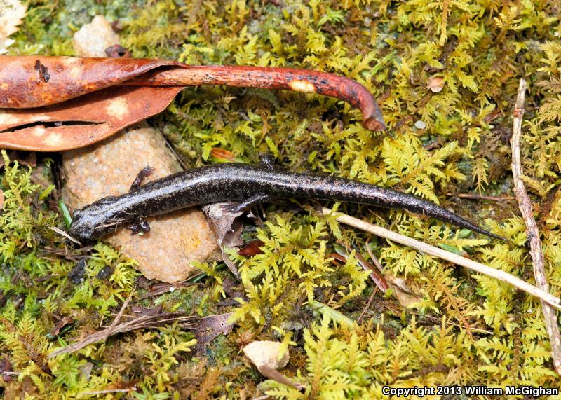 Weller's Salamander (Plethodon welleri)