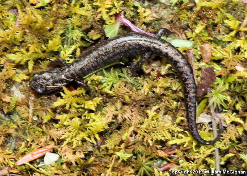 Weller's Salamander (Plethodon welleri)