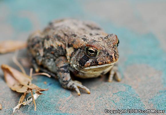 Southern Toad (Anaxyrus terrestris)