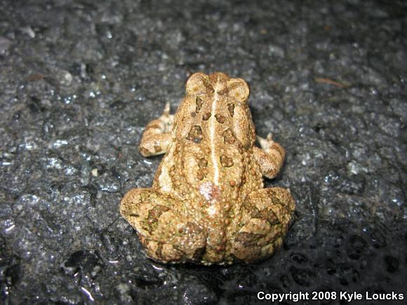 Fowler's Toad (Anaxyrus fowleri)