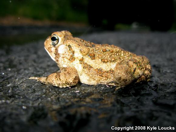 Fowler's Toad (Anaxyrus fowleri)