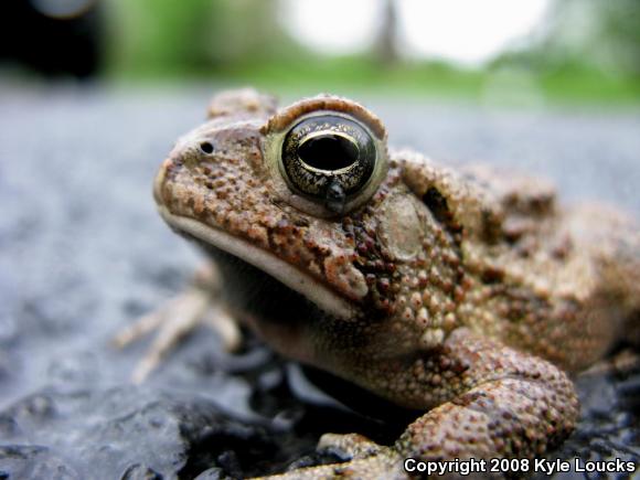 Fowler's Toad (Anaxyrus fowleri)