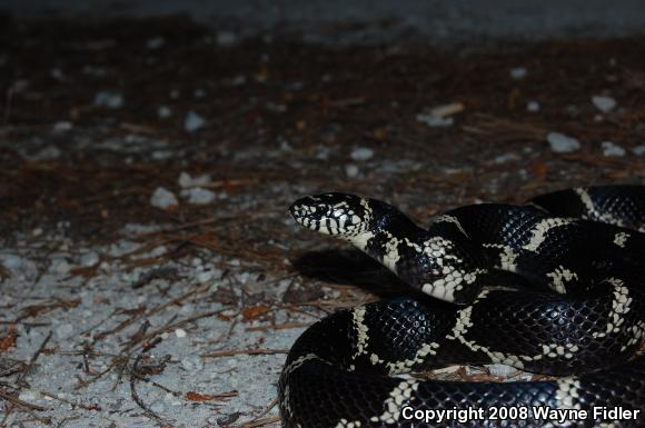 Eastern Kingsnake (Lampropeltis getula getula)