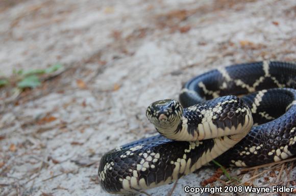 Eastern Kingsnake (Lampropeltis getula getula)