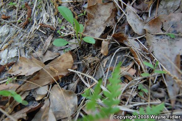 Coastal Plain Cricket Frog (Acris gryllus gryllus)