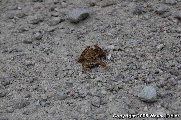 Coastal Plain Cricket Frog (Acris gryllus gryllus)