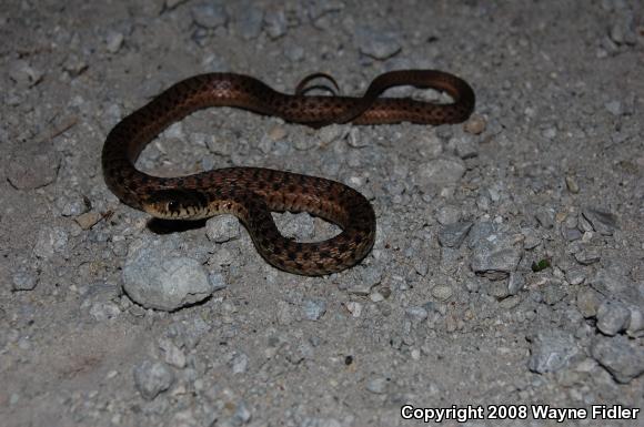 Eastern Gartersnake (Thamnophis sirtalis sirtalis)