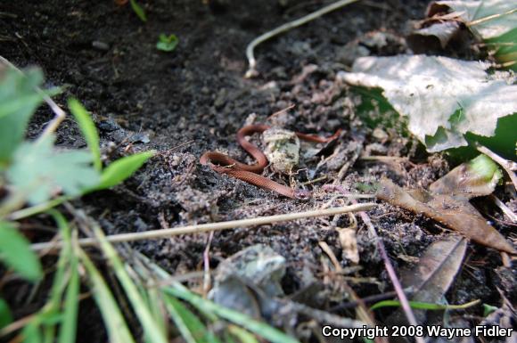 Northern Red-bellied Snake (Storeria occipitomaculata occipitomaculata)