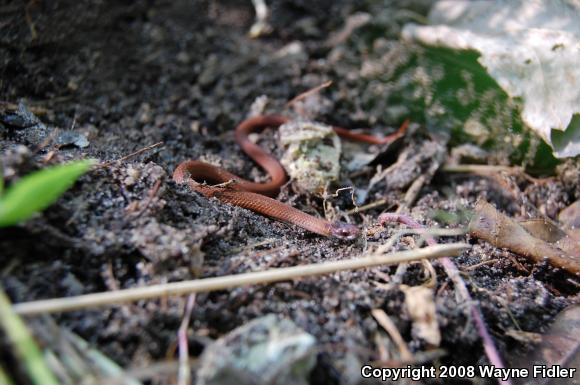 Northern Red-bellied Snake (Storeria occipitomaculata occipitomaculata)