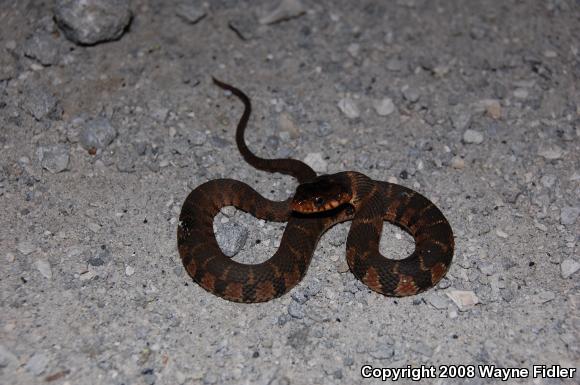 Red-bellied Watersnake (Nerodia erythrogaster erythrogaster)