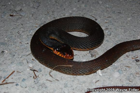 Red-bellied Watersnake (Nerodia erythrogaster erythrogaster)