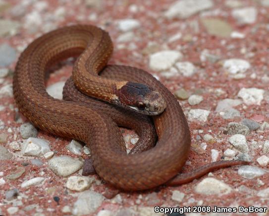 Northern Red-bellied Snake (Storeria occipitomaculata occipitomaculata)