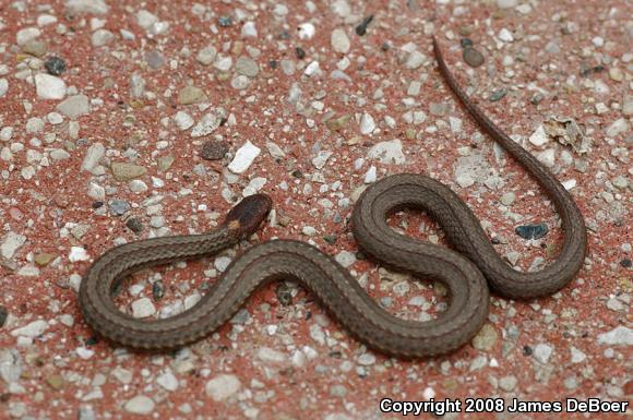 Northern Red-bellied Snake (Storeria occipitomaculata occipitomaculata)