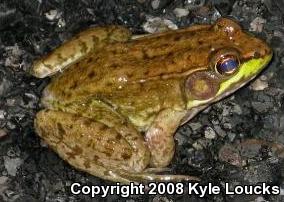 Northern Green Frog (Lithobates clamitans melanota)