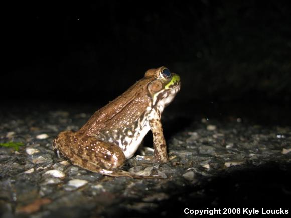 Northern Green Frog (Lithobates clamitans melanota)