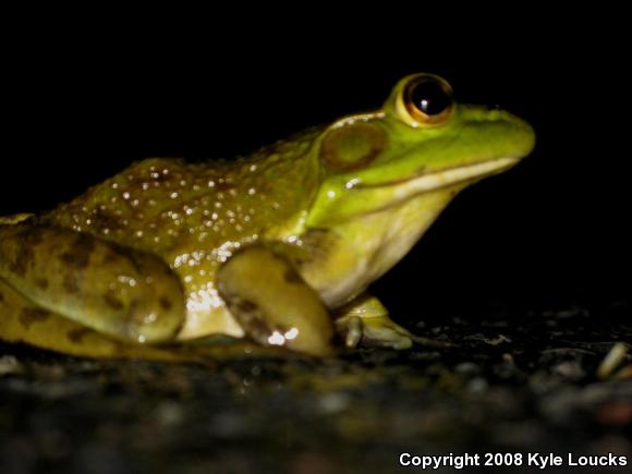 American Bullfrog (Lithobates catesbeianus)