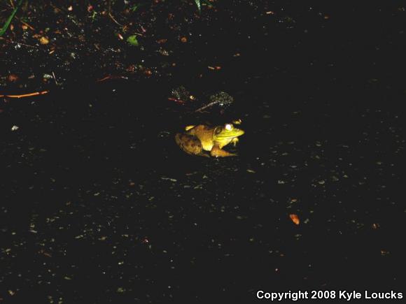 American Bullfrog (Lithobates catesbeianus)