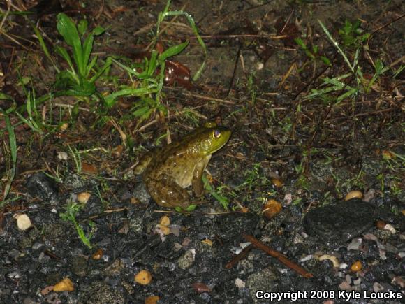 American Bullfrog (Lithobates catesbeianus)