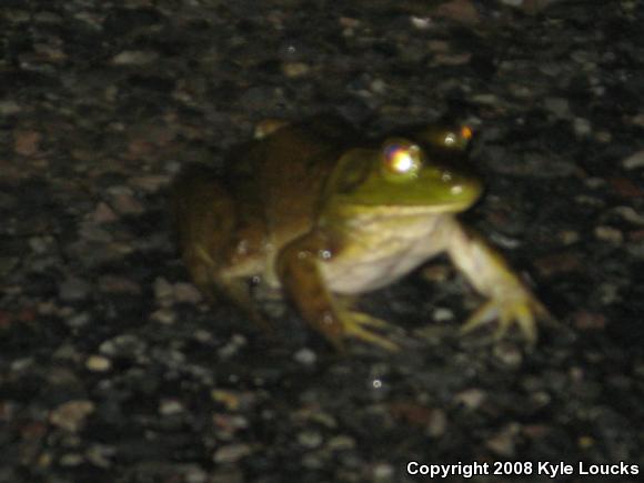 American Bullfrog (Lithobates catesbeianus)