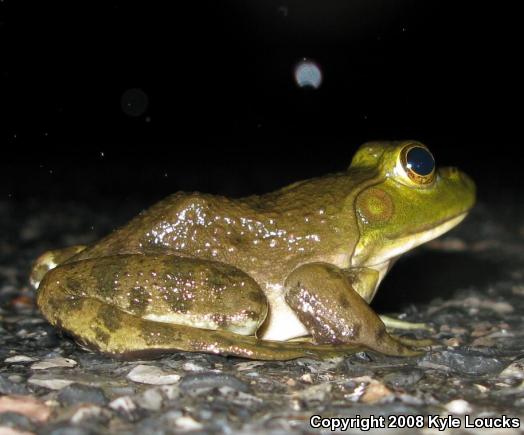 American Bullfrog (Lithobates catesbeianus)