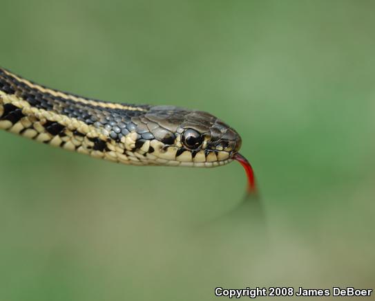 Plains Gartersnake (Thamnophis radix)