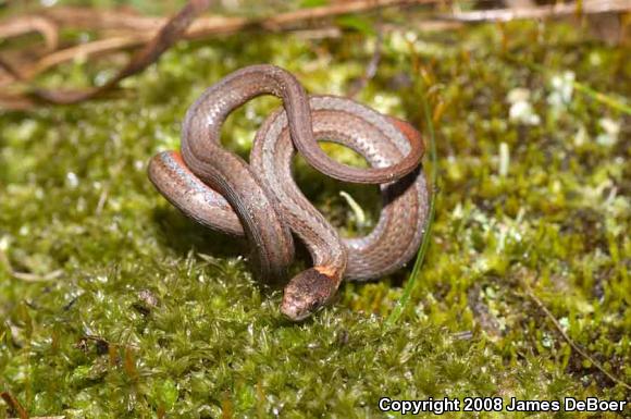 Northern Red-bellied Snake (Storeria occipitomaculata occipitomaculata)