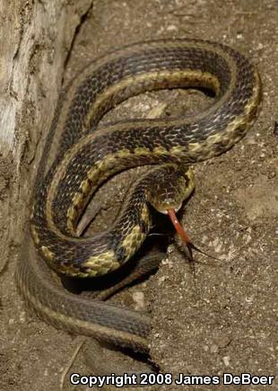 Chicago Gartersnake (Thamnophis sirtalis semifasciatus)