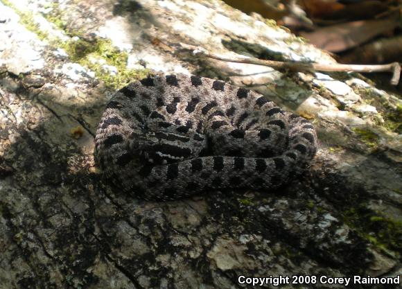 Pigmy Rattlesnake (Sistrurus miliarius)