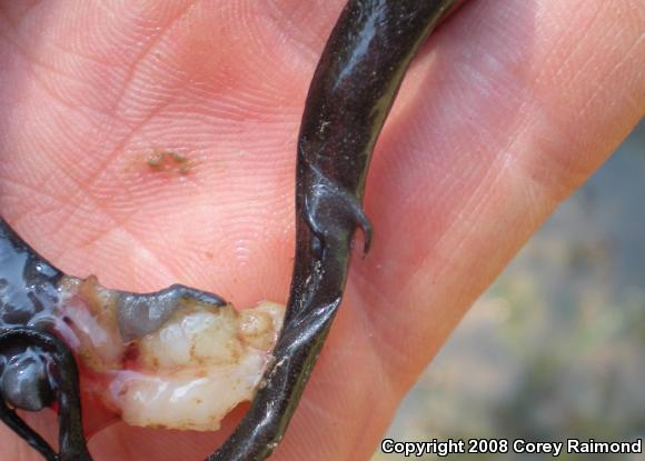 Two-toed Amphiuma (Amphiuma means)