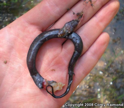 Two-toed Amphiuma (Amphiuma means)