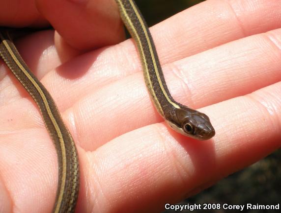 Eastern Ribbonsnake (Thamnophis sauritus)