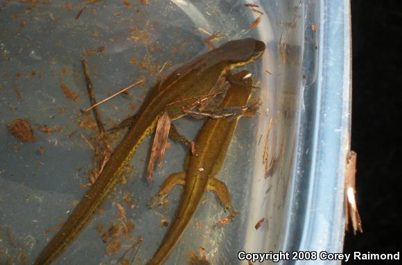 Eastern Newt (Notophthalmus viridescens)