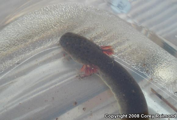 Lesser Siren (Siren intermedia)